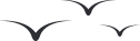 Boiler installation experts in Ruddington bird